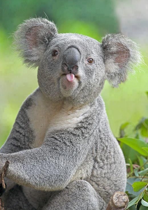Koala