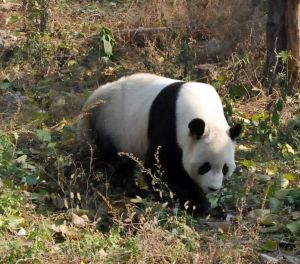 panda